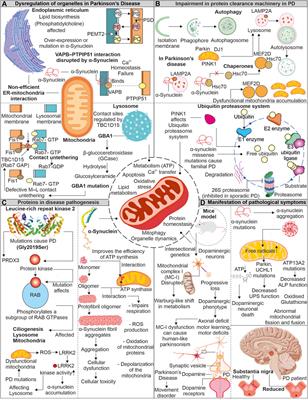 Disturb mitochondrial associated proteostasis: Neurodegeneration and imperfect ageing